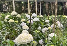 Las hortensias colombianas conquistan el mundo y superan los 120 millones de dólares en exportaciones